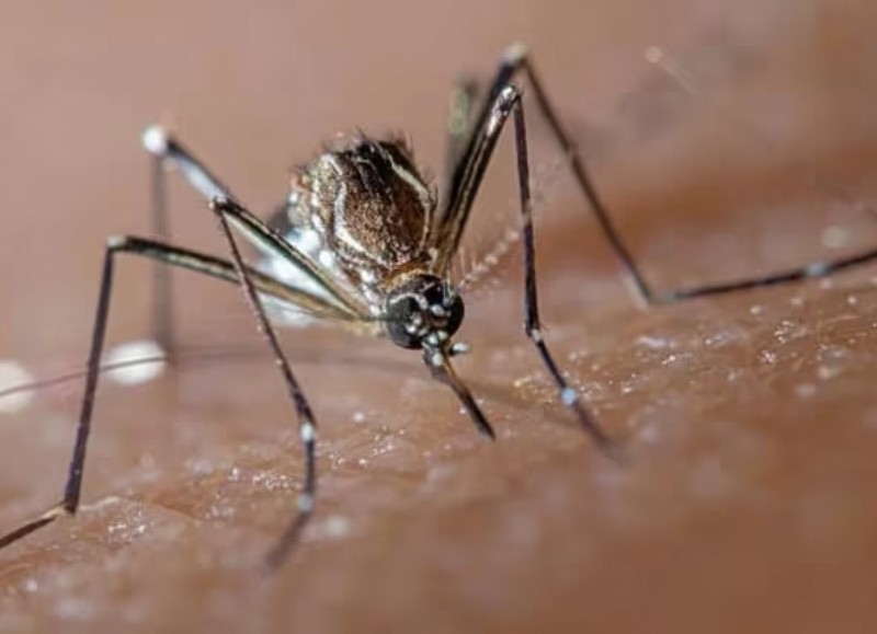 
El municipio brindó una serie de recomendaciones para evitar la proliferación del mosquito Aedes Aegipty, transmisor de la enfermedad.

