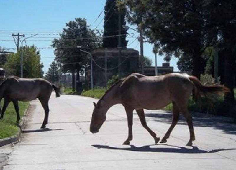 El municipio abrió el Registro de Guarda de Equinos para abordar la problemática de animales sueltos