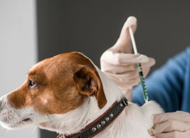 Participan todas las veterinarias de la ciudad, por lo que quienes tengan mascotas por inocular, podrán hacerlo en diferentes puntos.