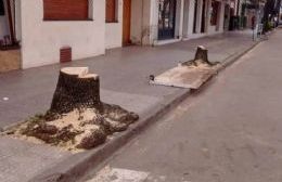 Llegó informe por los árboles de calle 47