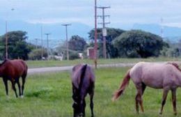 Se robaron caballos secuestrados