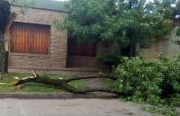 La tormenta causó voladura de techo y caída de árbol