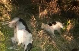 APPEVA difunde imágenes de perros muertos encontrados