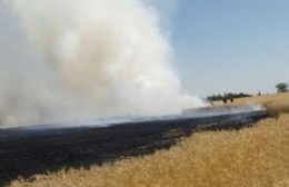 Incendio de sembrado por caída de cable