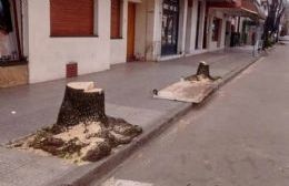 Vecinos repudian al Municipio por la tala de árboles