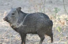 Robaron cerdos del zoológico y los faenaron