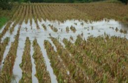 Declaran la emergencia agropecuaria en Colón