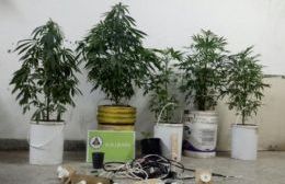 Rojas: una mujer, que se dedicaba al cultivo y producción de marihuana, fue arrestada