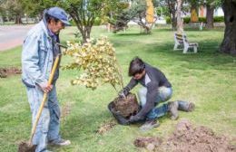 Forestación en espacios públicos